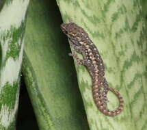 Image of Angulated dwarf gecko