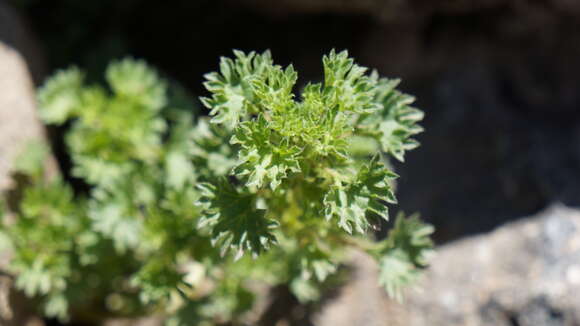 Image of Urtica flabellata Kunth