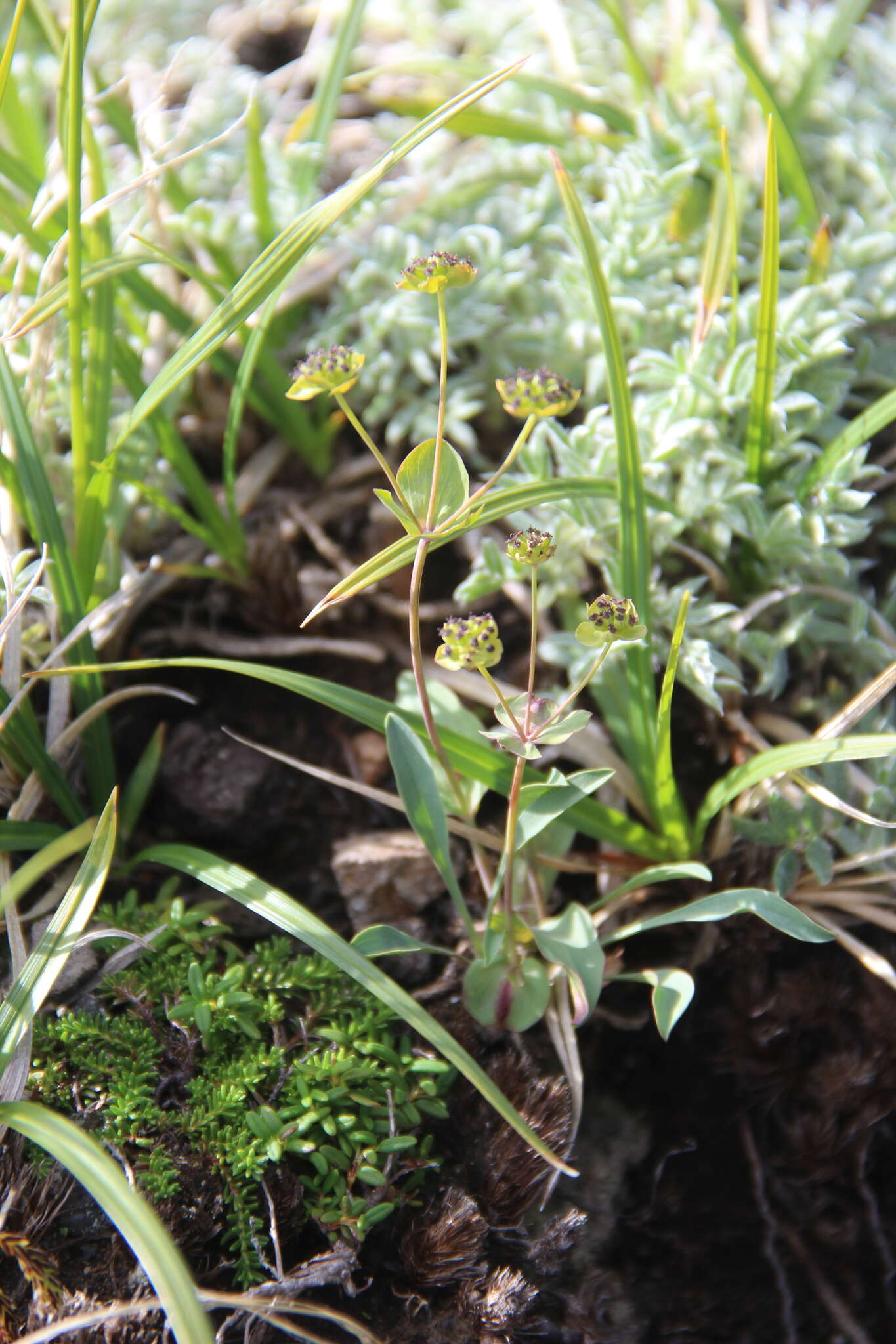 Image of Bupleurum triradiatum Adams ex Hoffm.