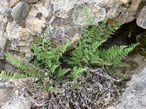 Image de Oeosporangium persica (Bory) Vis.