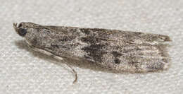 Image of Mediterranean Flour Moth