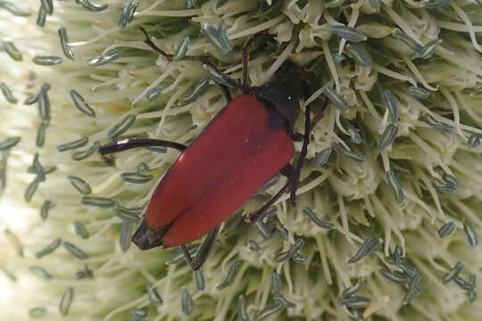 Image of Anastrangalia sanguinolenta (Linné 1761)