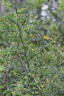 صورة Calicotome spinosa (L.) Link
