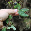 Image of Passiflora gilbertiana J. M. Mac Dougal