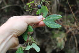 Image of Passiflora gilbertiana J. M. Mac Dougal