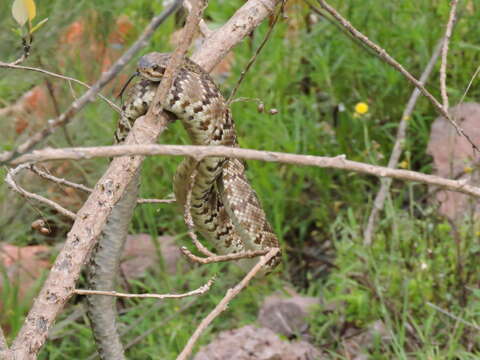 Image of Blacktail Rattlesnake