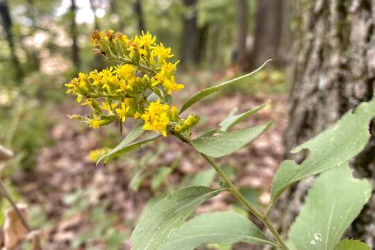 Image of Solidago drummondii Torr. & A. Gray