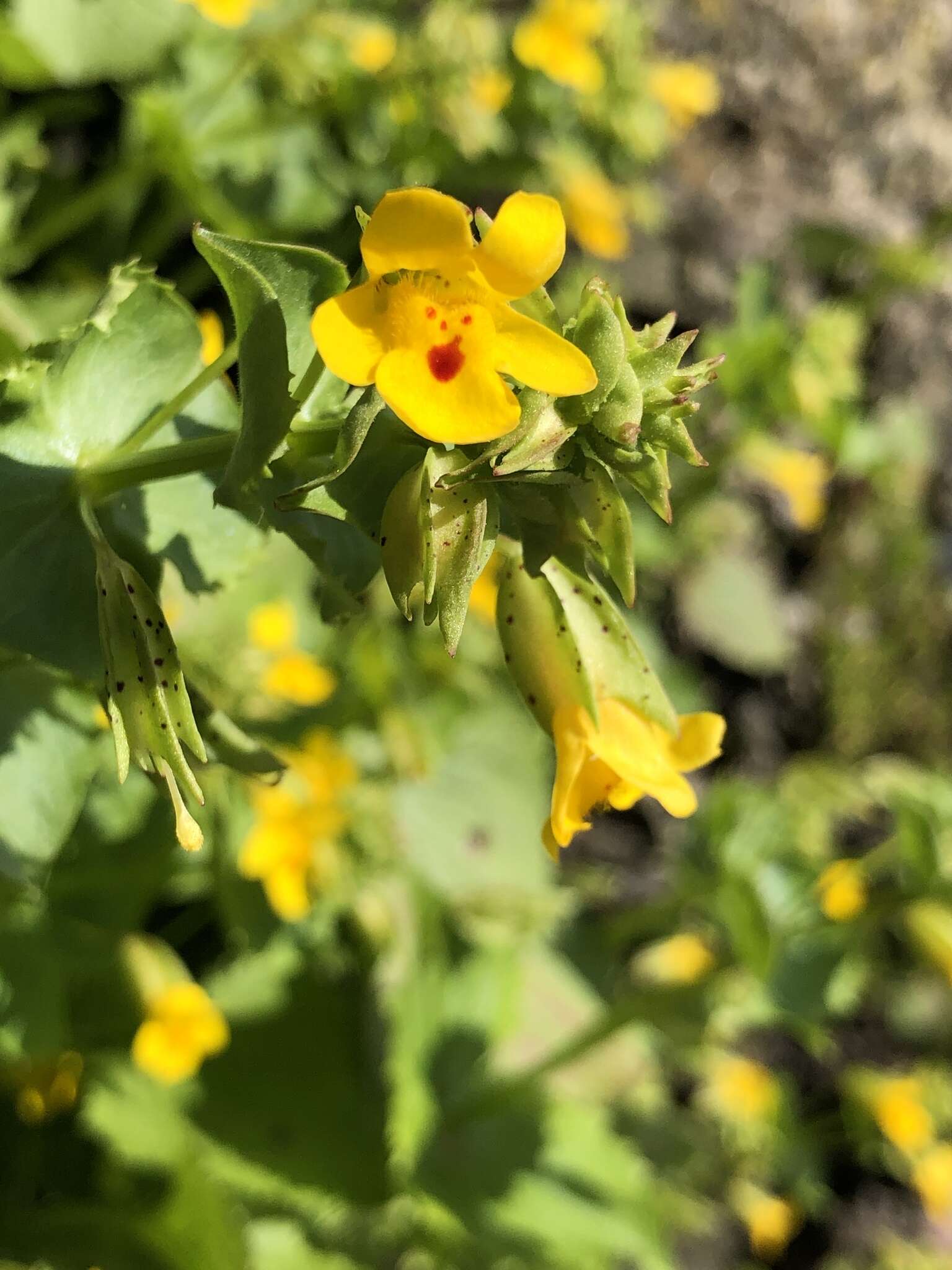 Image of Erythranthe nasuta (Greene) G. L. Nesom