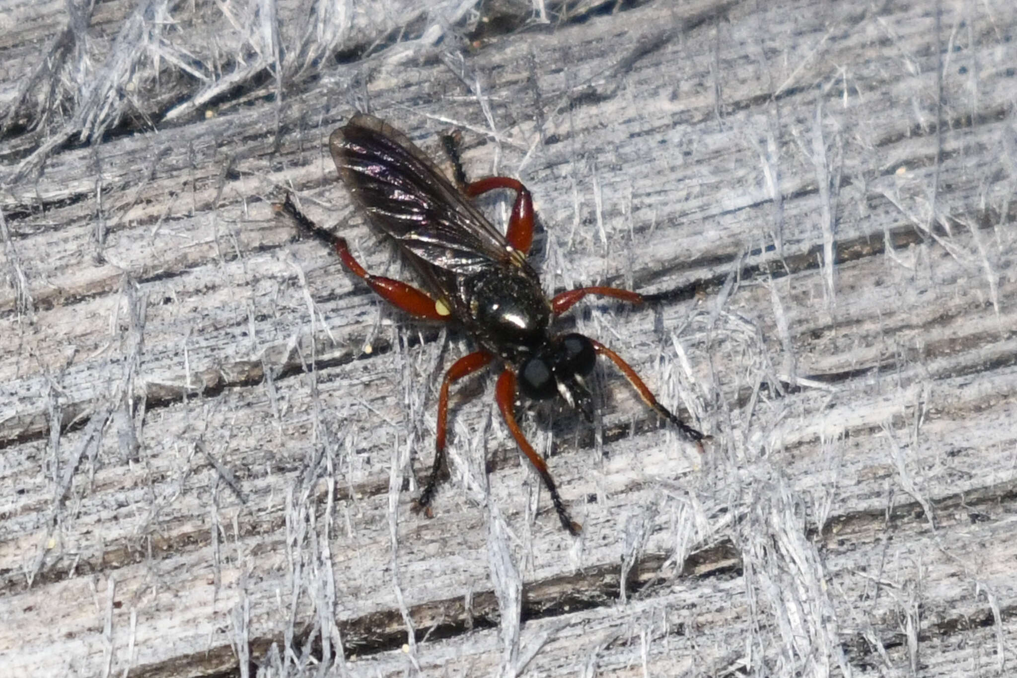 Image of Laphria sadales Walker 1849