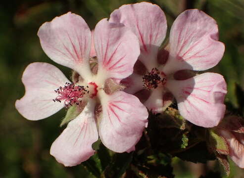 Image de Anisodontea triloba (Thunb.) D. M. Bates