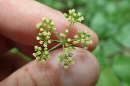 Image of purple meadowparsnip