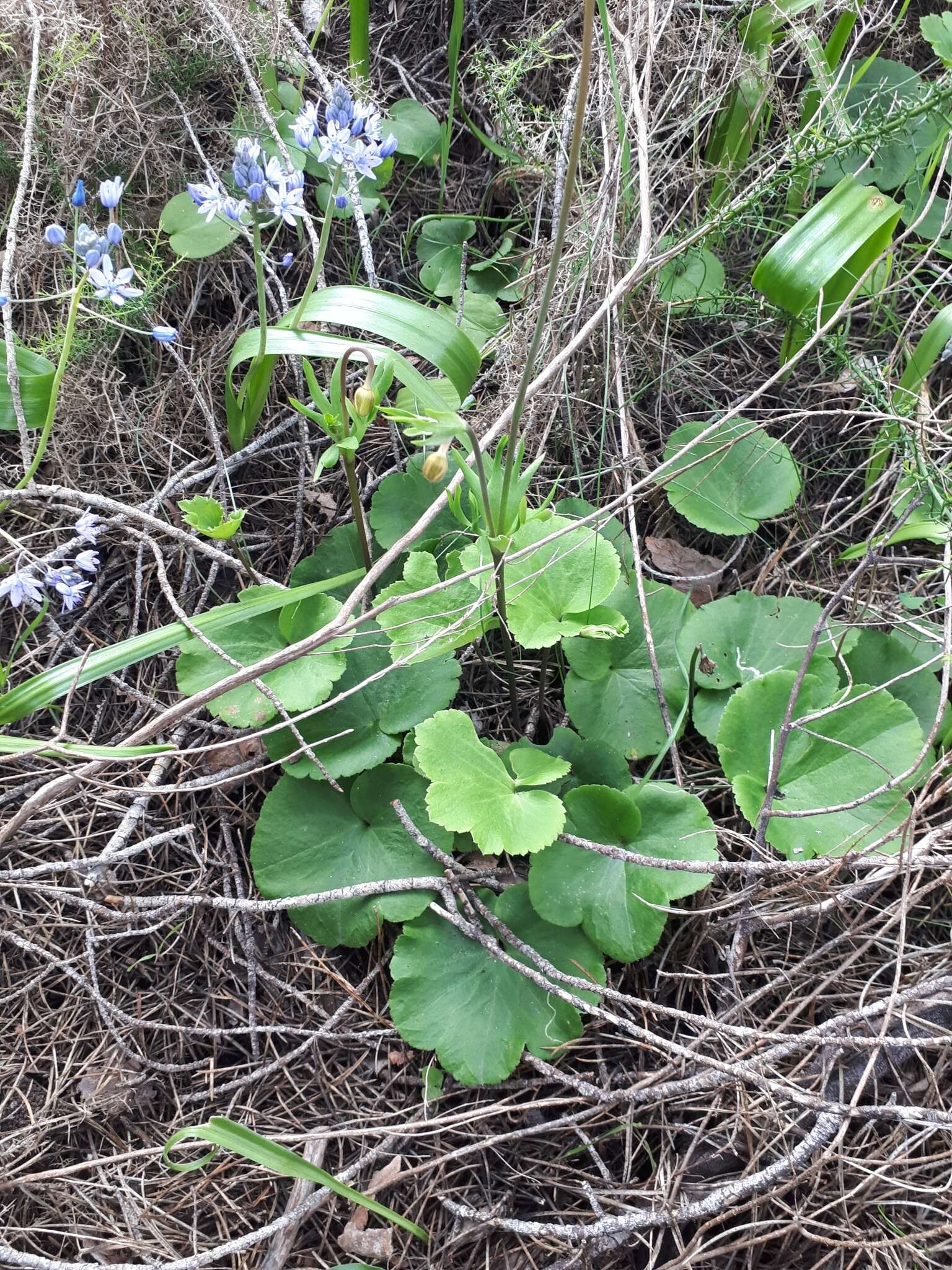 Image of Anemone palmata L.