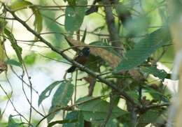 Image of Chestnut-bellied Seed Finch