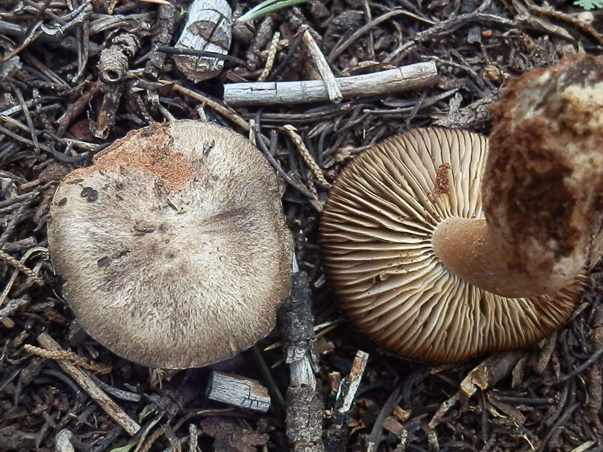 Image of Tricholoma bonii Basso & Candusso 1997