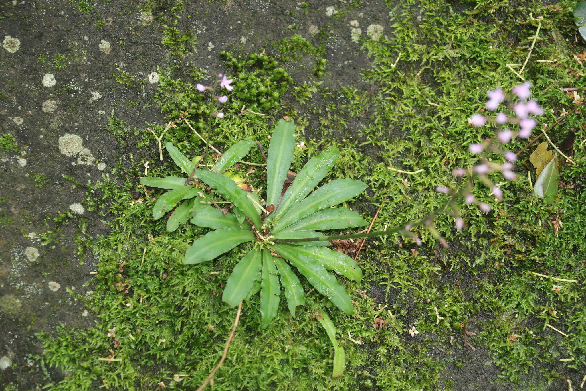 Image de Stenoglottis zambesiaca Rolfe