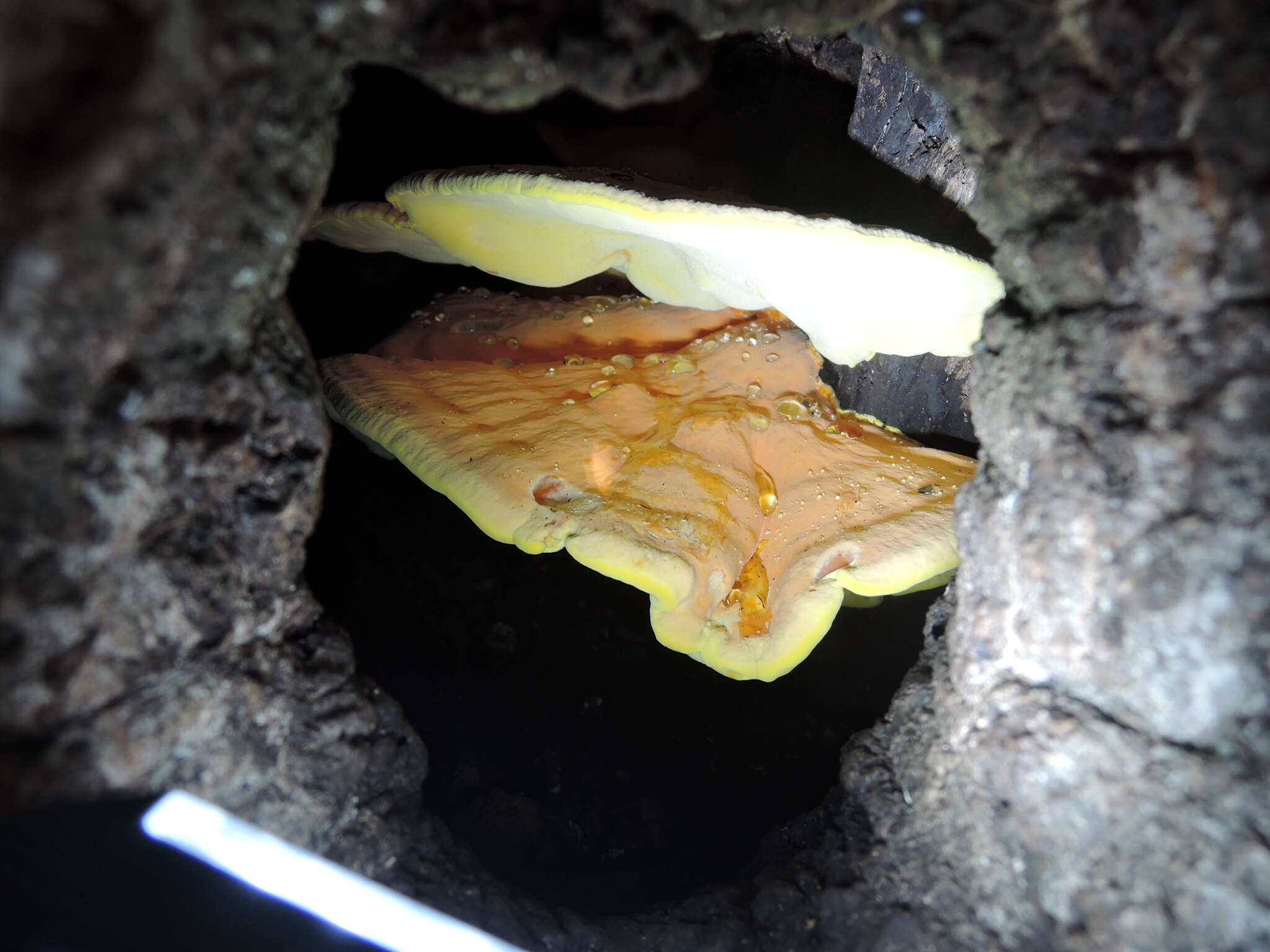 Image of Laetiporus gilbertsonii Burds. 2001