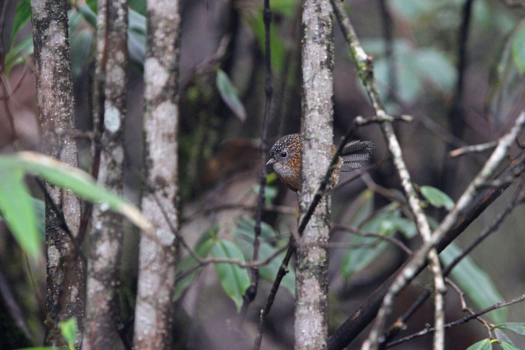 Слика од Spelaeornis troglodytoides (Verreaux & J 1871)