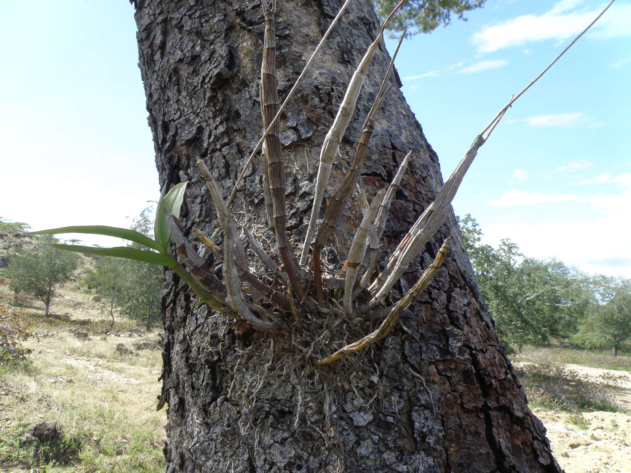 Image of Dendrobium affine (Decne.) Steud.