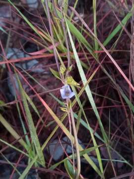 Image of Exacum exiguum J. Klack.