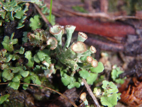 Image of cup lichen