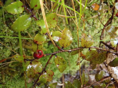 Image of Gaultheria antipoda Forst. fil.