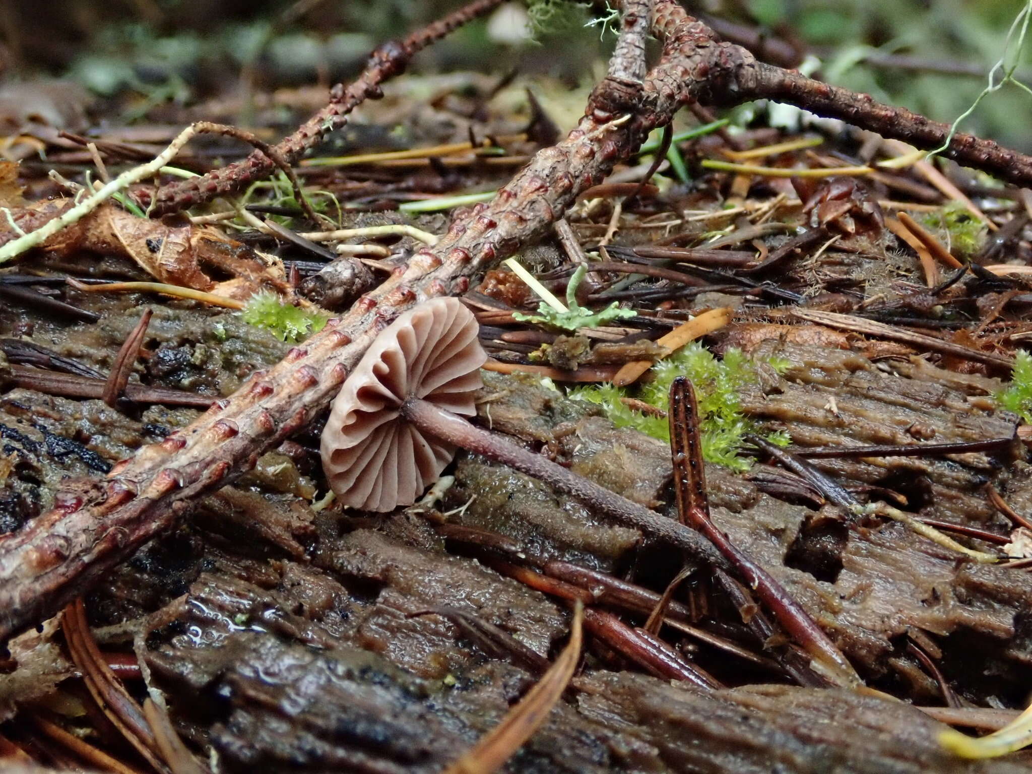 Image of Paragymnopus sequoiae