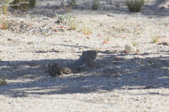 Image of white-tailed antelope squirrel