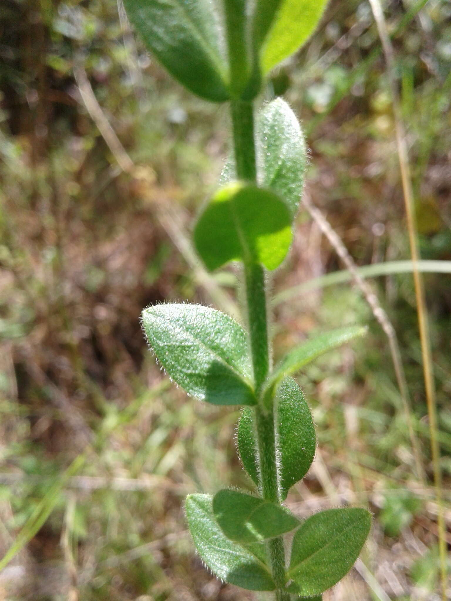 Image of Hairy St. John's-Wort