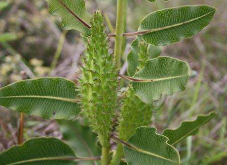 Image de Xysmalobium confusum Scott Elliott