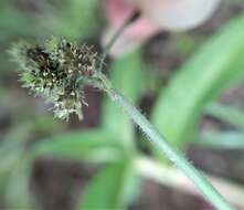 Image of Fuirena ciliaris (L.) Roxb.