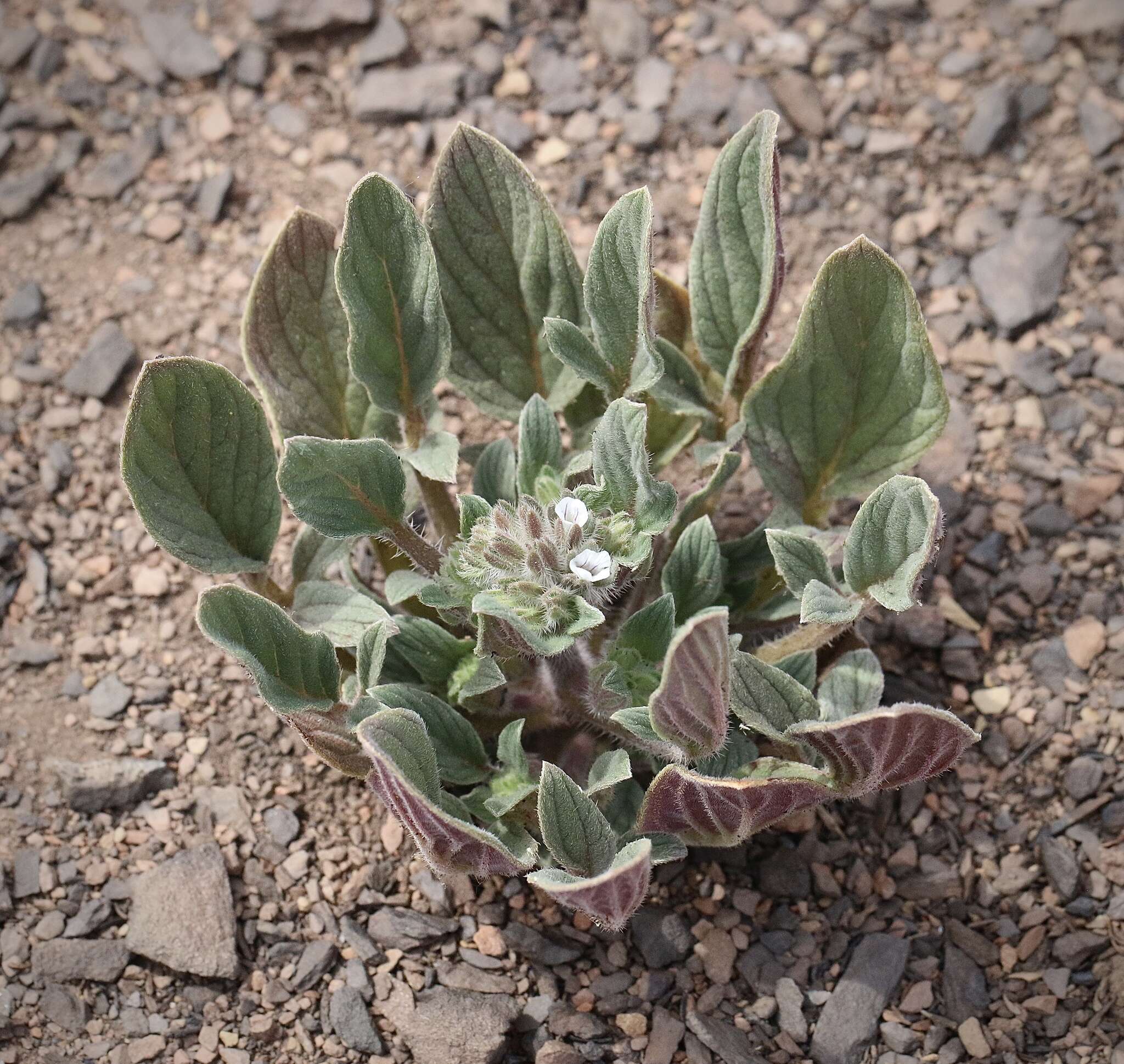 Image of Mt. Diablo phacelia