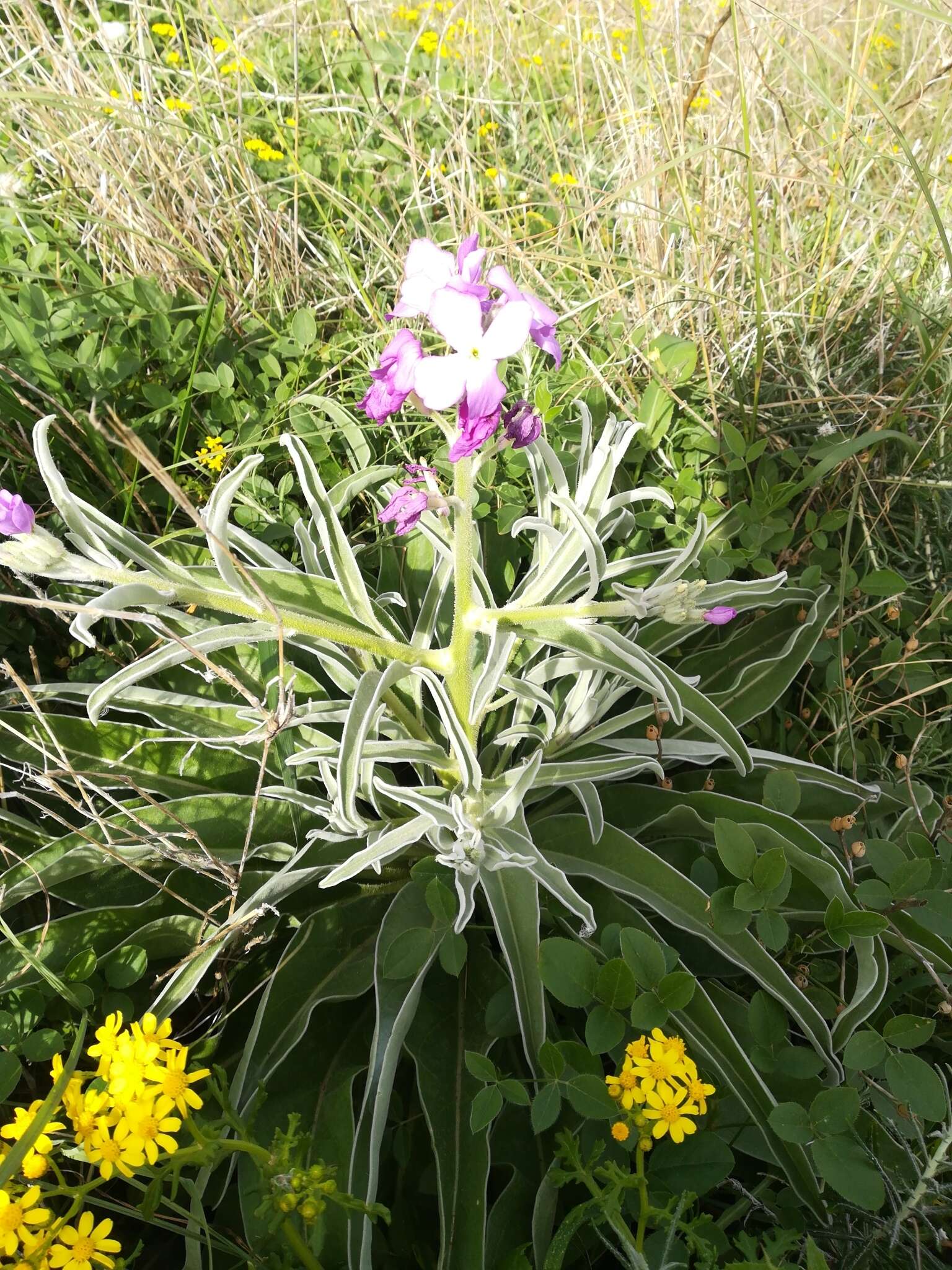 Image of Matthiola maderensis Lowe