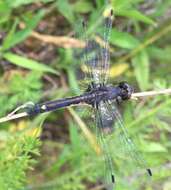 Leucorrhinia intacta (Hagen 1861) resmi