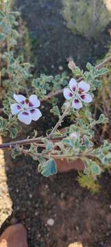 Image of Anisodontea triloba (Thunb.) D. M. Bates