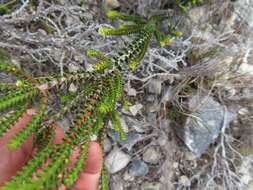 Image of Diosma guthriei Glover