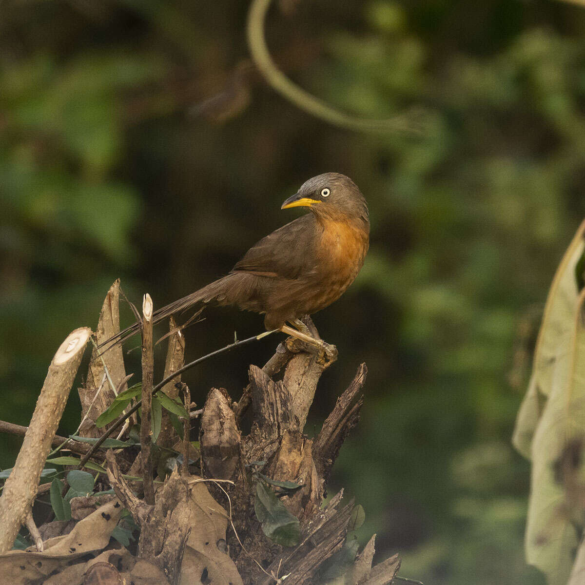 Image of Rufous Babbler