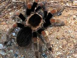 Image of Mexican Orange Beauty Tarantula