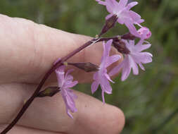 Image of prairie woodland-star