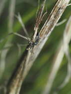 Image of Pseudomyrmex lynceus (Spinola 1851)