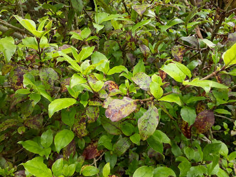 Imagem de Coprosma tenuifolia Cheeseman