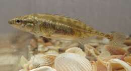 Image of Aral Stickleback