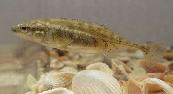 Image of Aral Stickleback