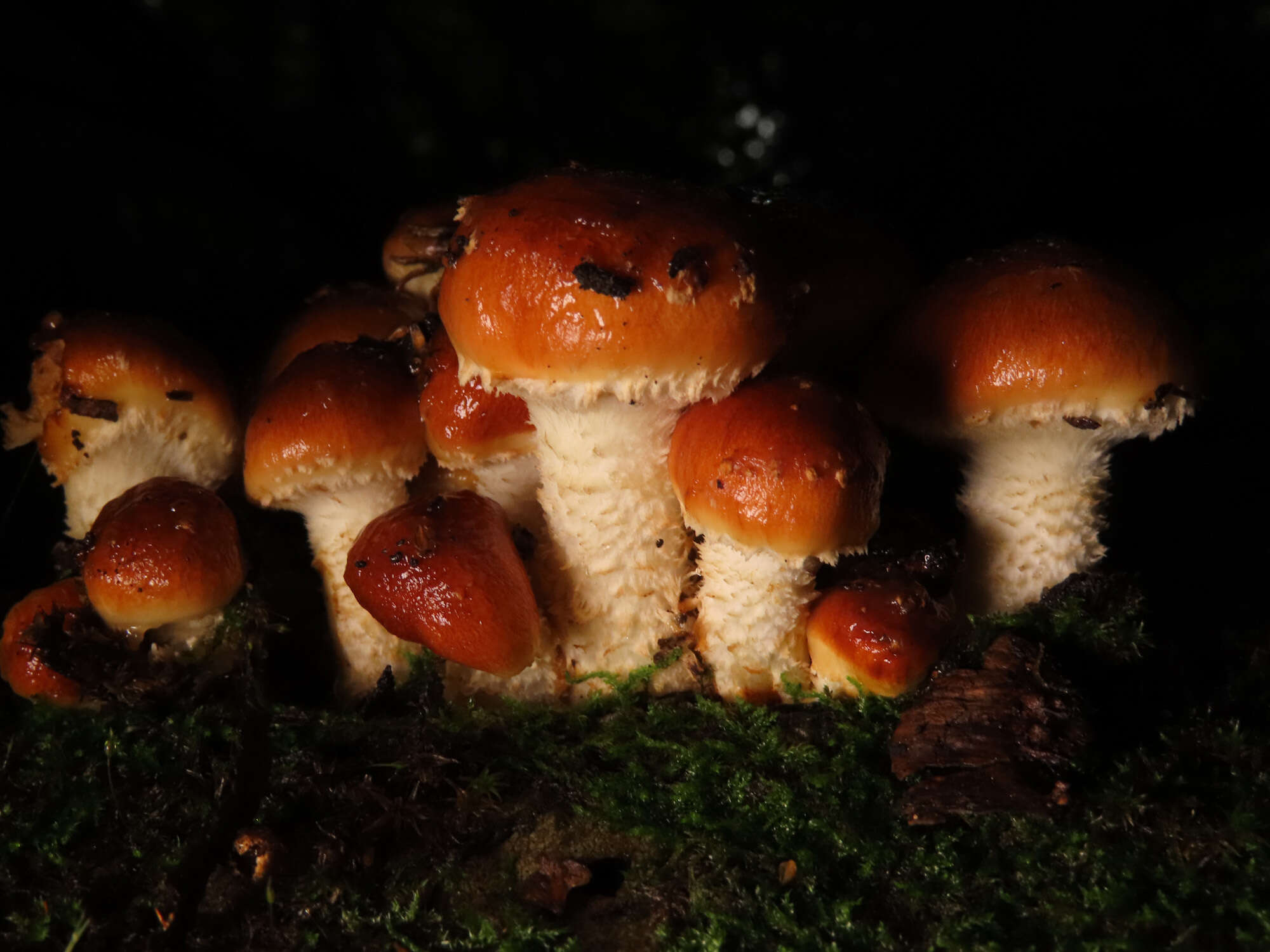 Image of Pholiota lubrica (Pers.) Singer 1951