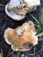 Polyporus tuberaster (Jacq. ex Pers.) Fr. 1821 resmi