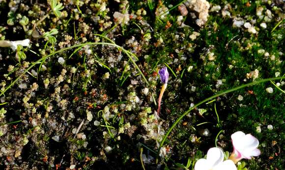 Image of Romulea stellata M. P. de Vos