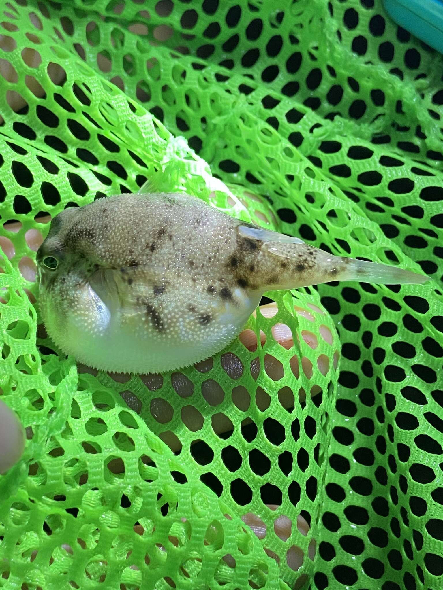 Image of Least Puffer