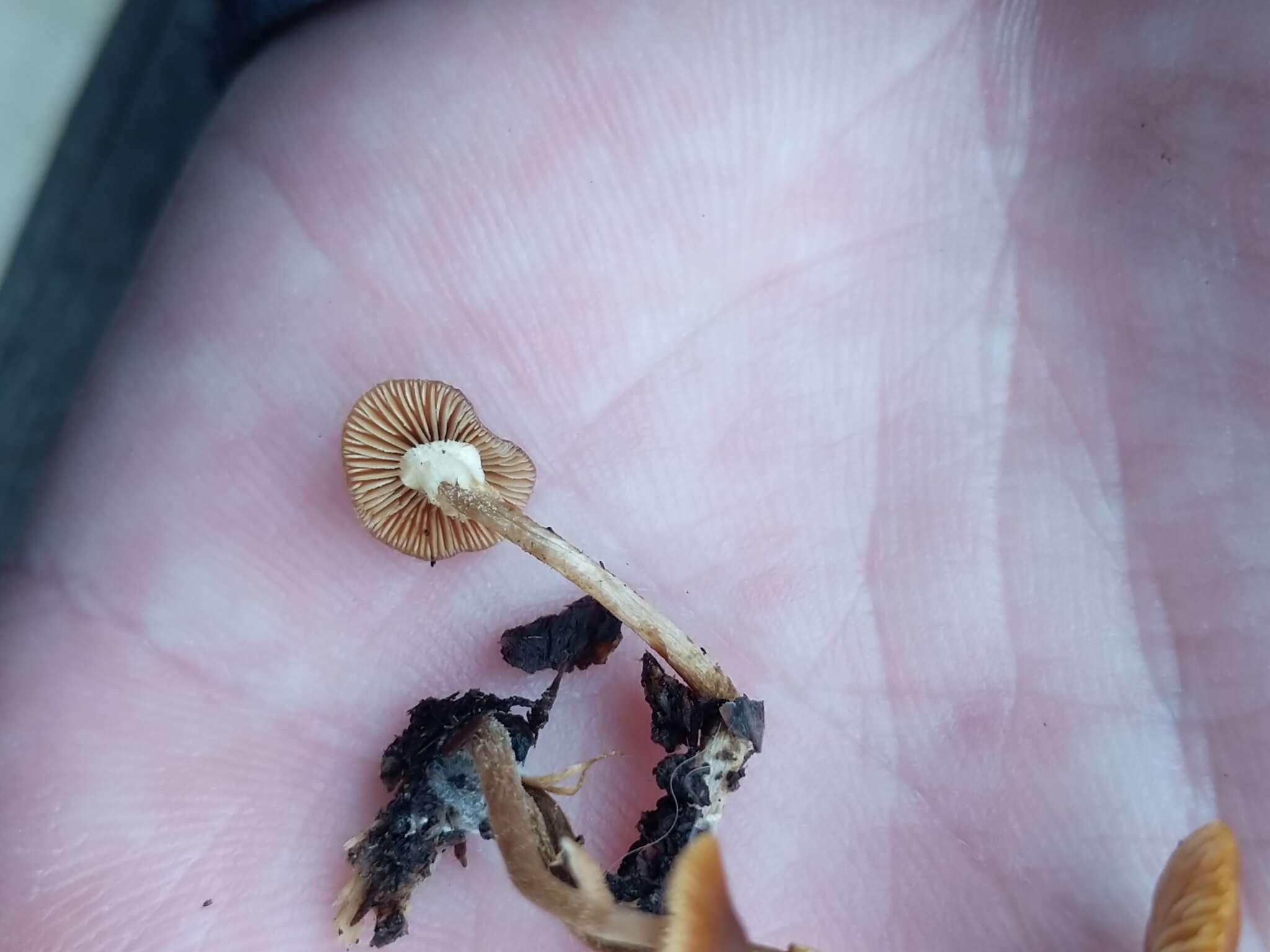 Image of Conocybe rugosa (Peck) Watling 1981