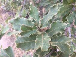 Image of Chihuahuan oak