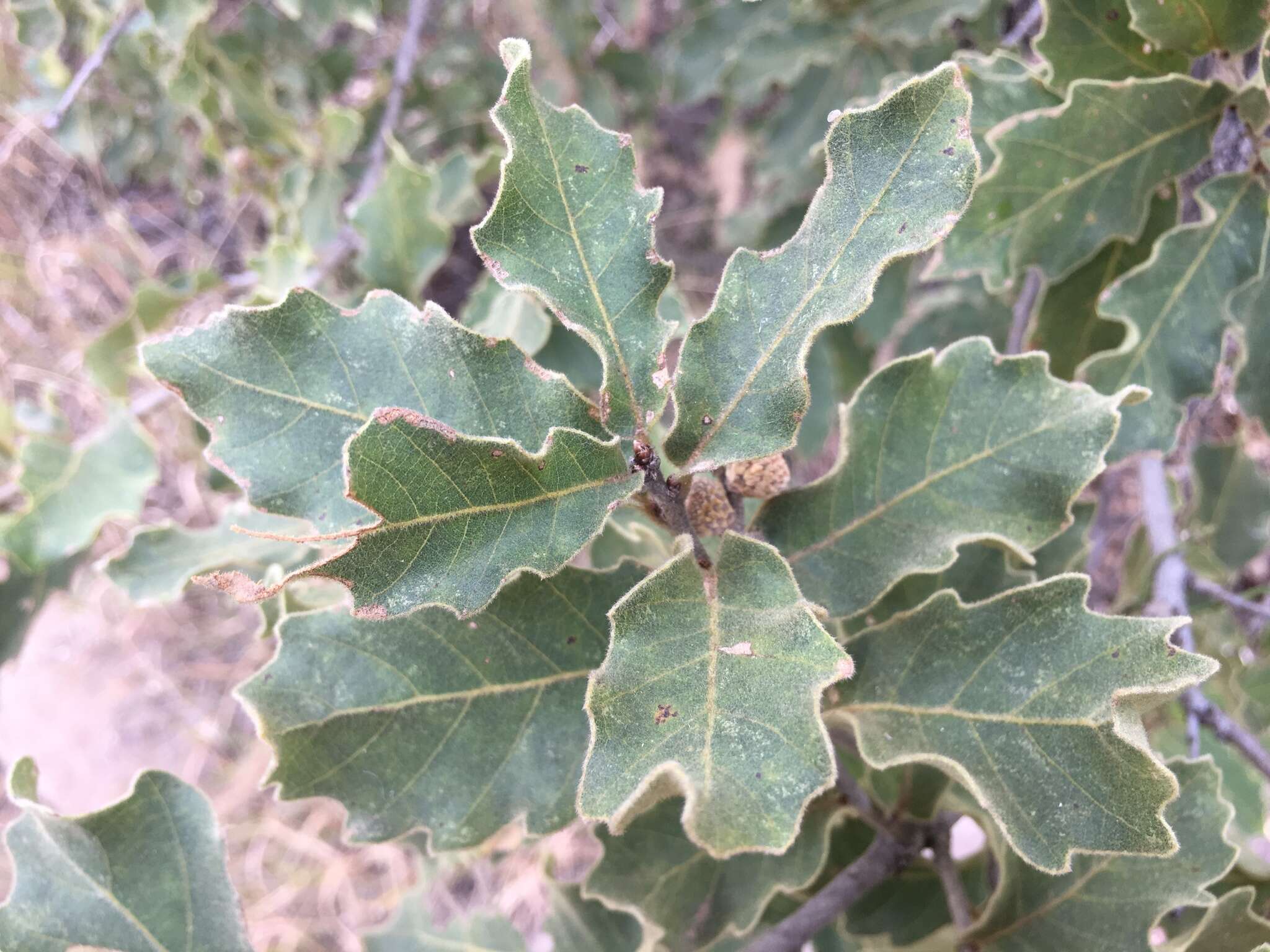 Image of Chihuahuan oak