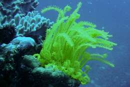 Image of Bottlebrush Feather Star